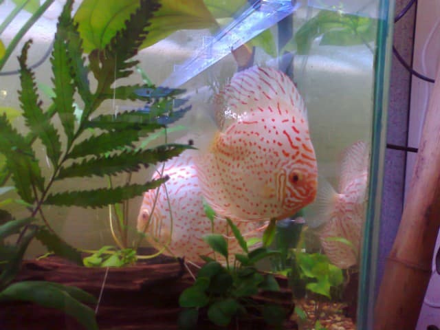 Two fish swimming among aquarium plants