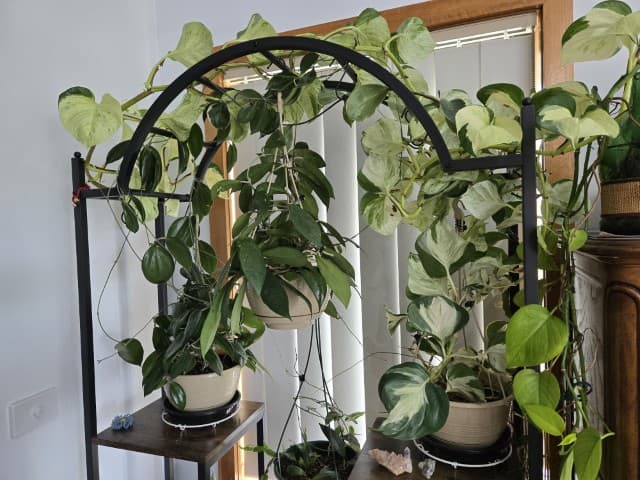 Hoyas on the left, Epipremnum on the right